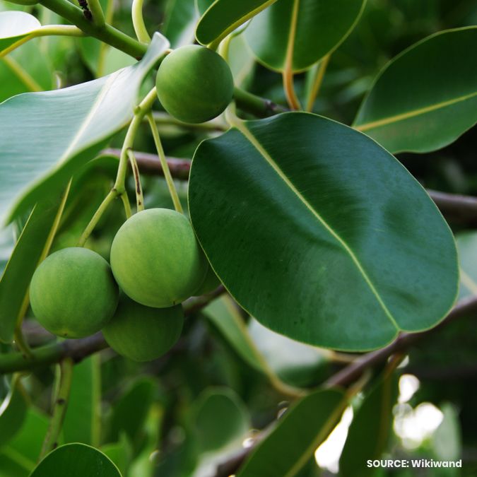 Image Source: http://www.wikiwand.com/en/Calophyllum_antillanum