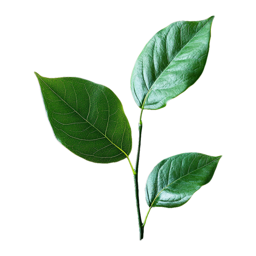 SUSTAINABILITY FORWARD