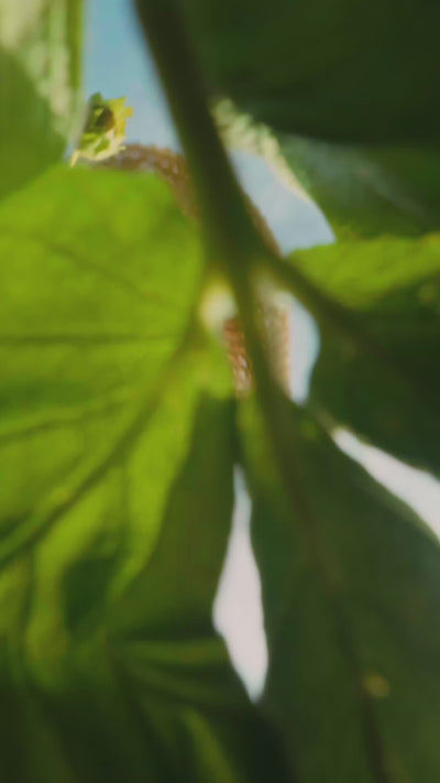 mbmc_vert_bug-pov_final-25d7ead9.mov
